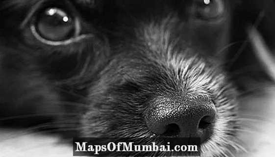 Canine Atopic Dermatitis - Cov tsos mob thiab kev kho mob