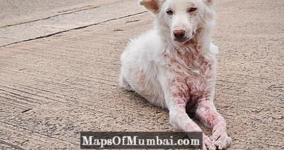Canine Dermatitis: Hom, Ua Rau thiab Kho