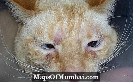 Feline Miliary Dermatitis - Cov tsos mob thiab kev kho mob