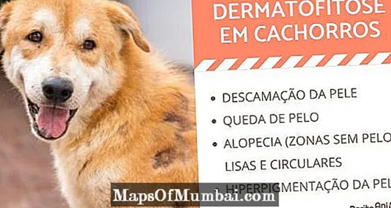 Dermatofitosi in cani: cause, sintomi è trattamentu