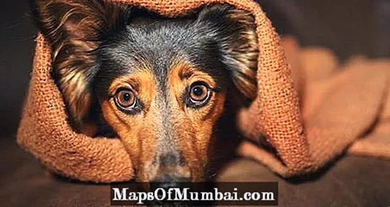 Διαζεπάμη για σκύλους - Δοσολογία, χρήσεις και παρενέργειες