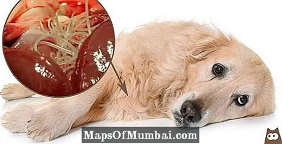 Canine Heartworm - Mga simtomas ug Pagtambal