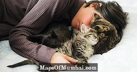 Att sova med katter är dåligt?