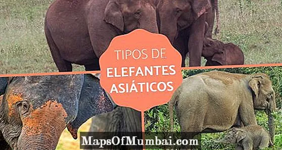 Elefanti asiatici - Tipi e caratteristiche