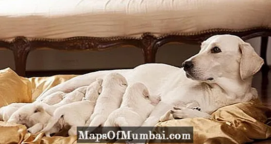 Canto tarda a cadela en entrar en calor despois de dar a luz?