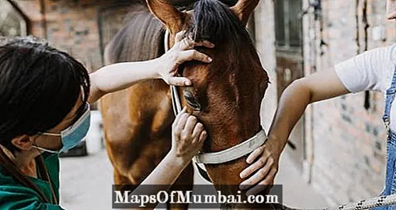 אנצפלומיאליטיס סוסים: תסמינים וטיפול