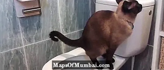 Teaching the cat to use the toilet