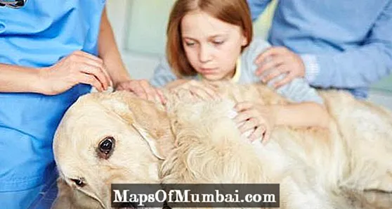 Epilessia Canina - Cosa da fà di fronte à un attaccamentu epiletticu?