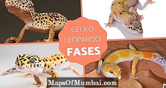 Фази леопардового гекона - що це таке та приклади