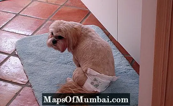 Dog Diaper - အပြီးအစီးလမ်းညွှန်