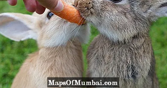 Groenten en fruit voor konijnen
