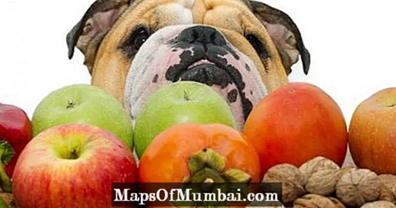 Groenten en fruit verboden voor honden