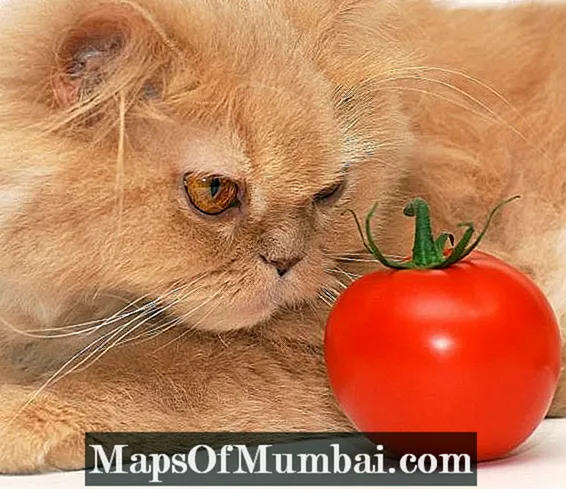 Forbudte frugter og grøntsager til katte