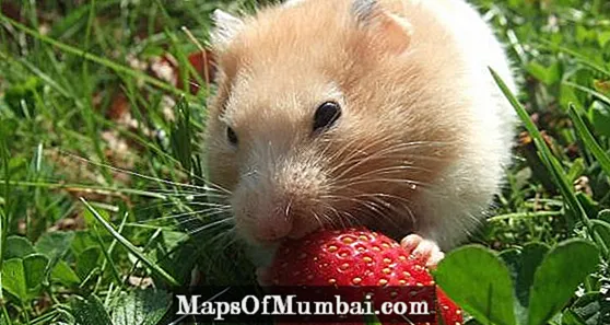 Buah-buahan dan sayur-sayuran yang boleh dimakan oleh hamster
