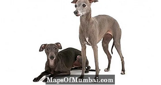 Greyhound italiana na Italiana Lebrel kely