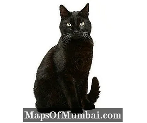 Bombay kat
