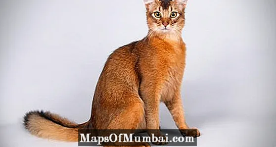 Kucing Somalia
