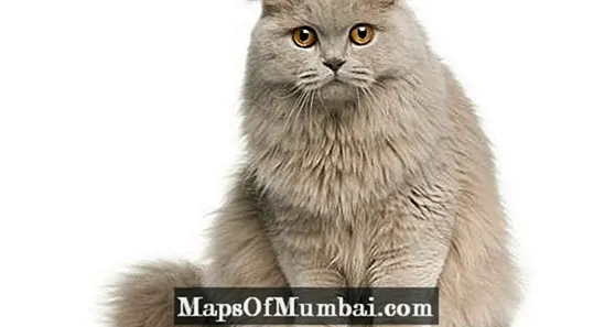 bishọp longhair cat