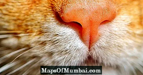 Kot z opuchniętym nosem: co to może być?