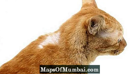Katt med päls som faller i olika delar: orsaker