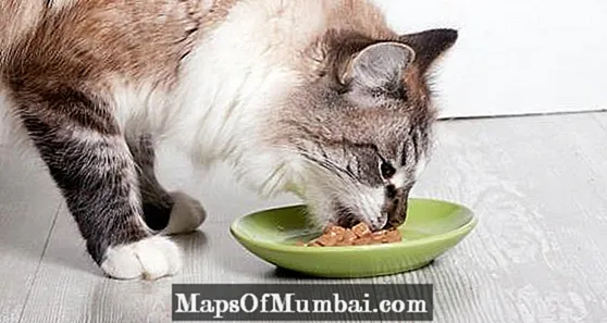 بلی بہت تیز کھانا: وجوہات اور کیا کرنا ہے۔