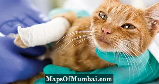 Kedi topallaması: nedenleri, belirtileri ve tedavileri