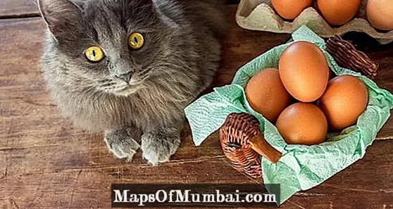 Kas kass võib muna süüa?