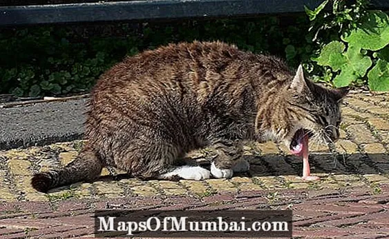Мачка повраќа после јадење - што може да биде?