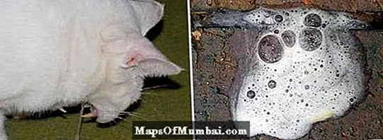 बिल्ली उल्टी सफेद झाग: कारण और उपचार
