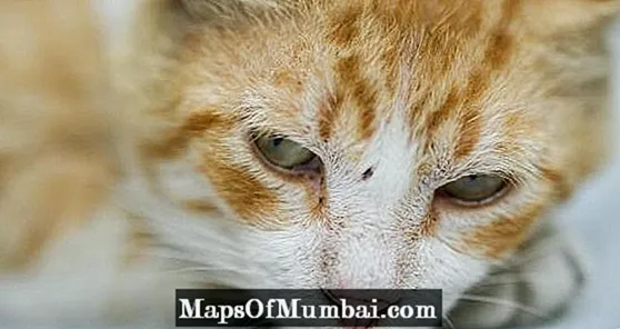 Kot wymiotujący krwią: przyczyny i leczenie