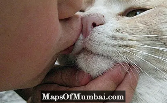 Cats don't like kisses?