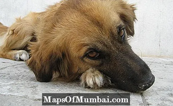 कुत्तों में Giardia - Giardiasis के लक्षण और उपचार का कारण बनता है