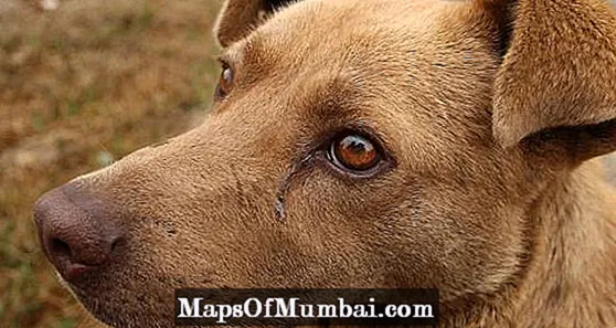 Glaucoma en cans: síntomas e tratamento