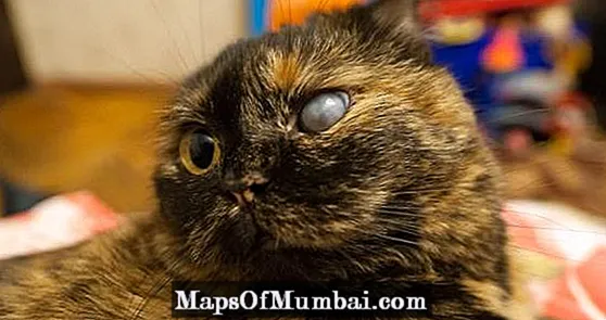 मांजरींमध्ये काचबिंदू - कारणे, लक्षणे आणि उपचार