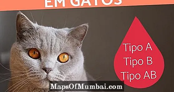 Blood Groups in Cats - Types and How to Know