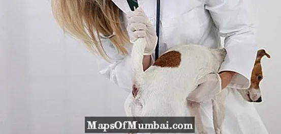 Hemorroidet tek qentë - simptomat dhe trajtimet
