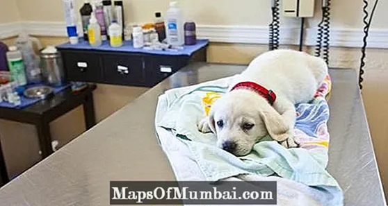 Canine Infektiiv Hepatitis: Symptomer a Behandlung