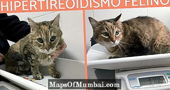 Ipertiroidismo nei gatti - Sintomi e trattamenti
