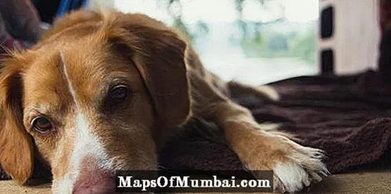 Hipotiroidismo en perros: ¡causas, síntomas y tratamiento!
