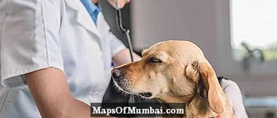 Perineal brokk hos hunder: diagnose og behandling