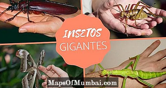 Giant Insects - Egenskaper, arter och bilder