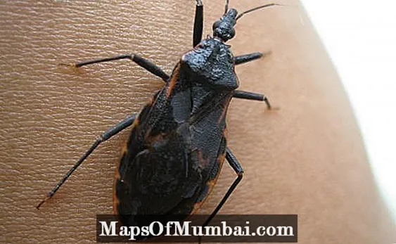 Većina otrovnih insekata u Brazilu