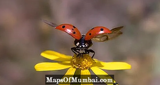 Ιπτάμενα έντομα: ονόματα, χαρακτηριστικά και φωτογραφίες