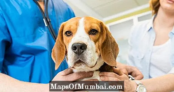 કૂતરાઓમાં લીવર નિષ્ફળતા - લક્ષણો અને સારવાર