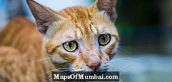 Leberversagen bei Katzen - Symptome und Behandlung
