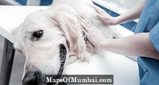 Šunų inkstų nepakankamumas - simptomai ir gydymas