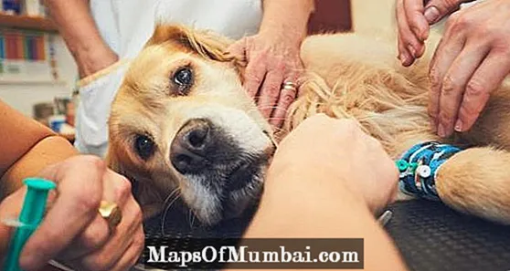Limfoma tek qentë - Trajtimi dhe Jetëgjatësia