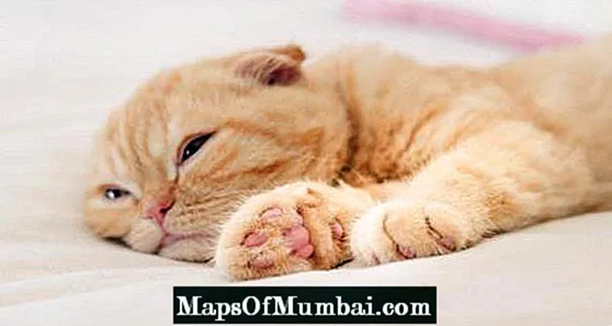 Лимфом код мачака - симптоми, узроци и лечење