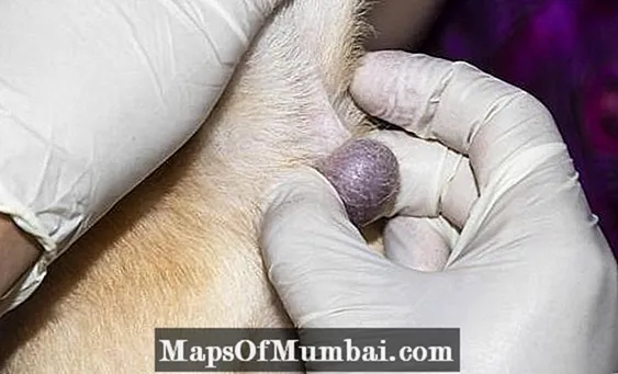 犬の脂肪腫-原因、症状、治療
