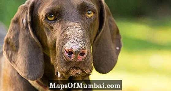 Canine lupus: себептери, симптомдору жана дарылоо